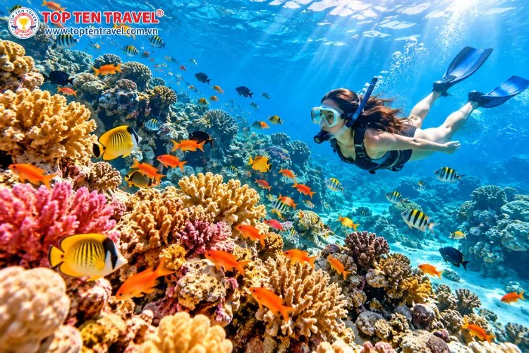 Trải nghiệm lặn biển khám phá những rạn san hô rực rỡ và các loài cá nhiệt đới tại Biển Đỏ